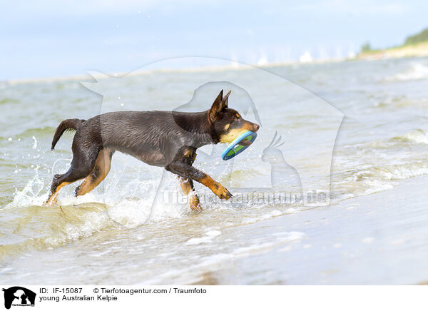 junger Australian Kelpie / young Australian Kelpie / IF-15087