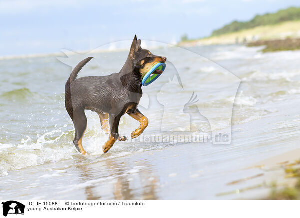 junger Australian Kelpie / young Australian Kelpie / IF-15088