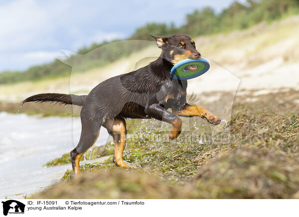 junger Australian Kelpie / young Australian Kelpie / IF-15091