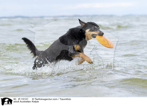 ausgewachsener Australian Kelpie / adult Australian Kelpie / IF-15101