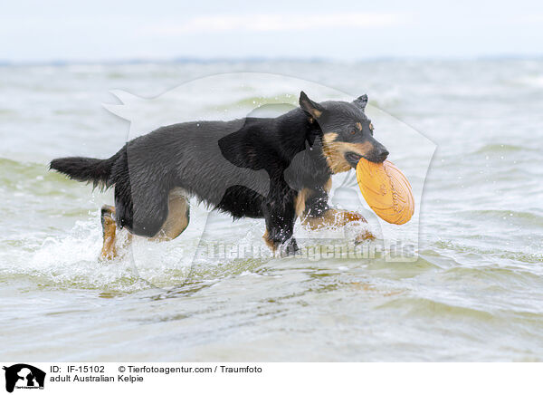 ausgewachsener Australian Kelpie / adult Australian Kelpie / IF-15102