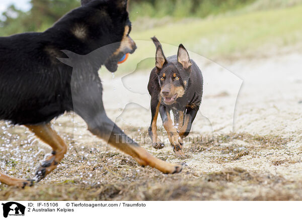 2 Australian Kelpies / 2 Australian Kelpies / IF-15106