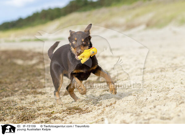 junger Australian Kelpie / young Australian Kelpie / IF-15109