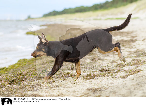 junger Australian Kelpie / young Australian Kelpie / IF-15112
