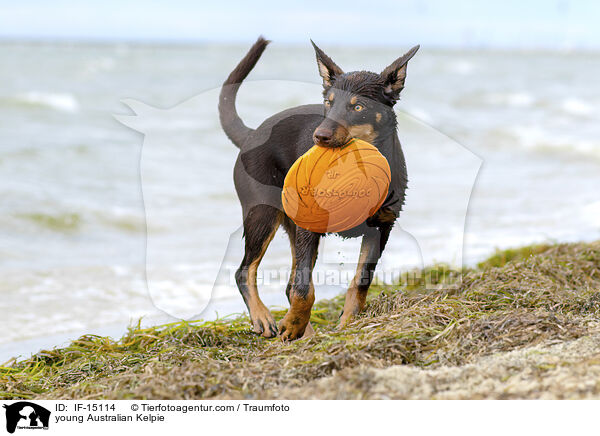 junger Australian Kelpie / young Australian Kelpie / IF-15114