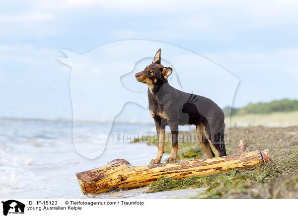 junger Australian Kelpie / young Australian Kelpie / IF-15123