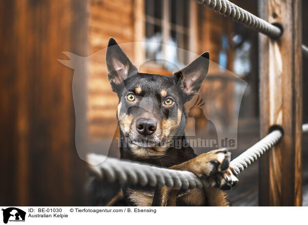 Australian Kelpie / Australian Kelpie / BE-01030