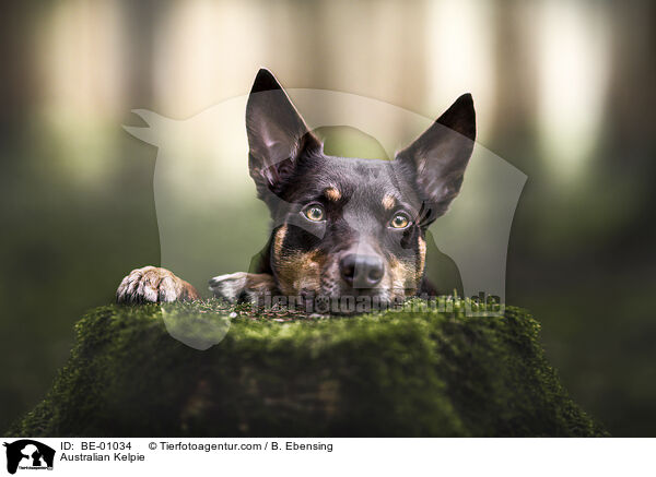 Australian Kelpie / BE-01034
