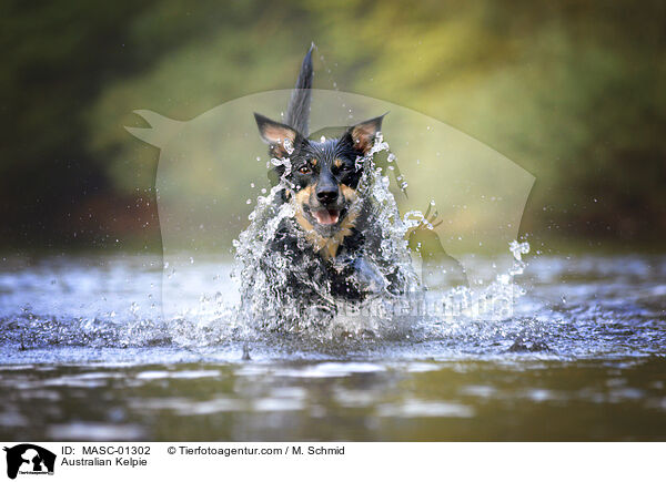 Australian Kelpie / MASC-01302