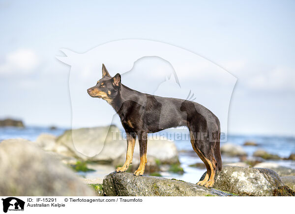 Australian Kelpie / Australian Kelpie / IF-15291