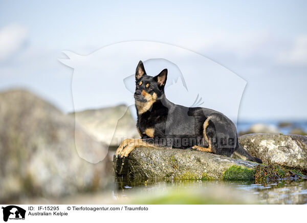 Australian Kelpie / Australian Kelpie / IF-15295