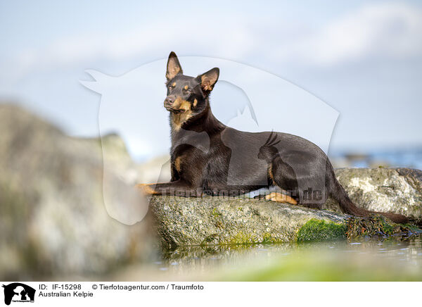 Australian Kelpie / Australian Kelpie / IF-15298