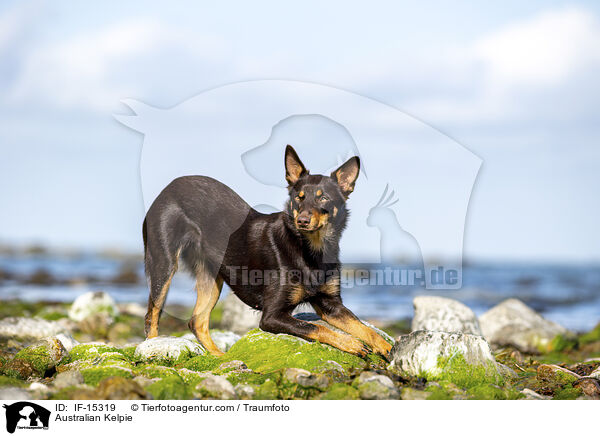 Australian Kelpie / Australian Kelpie / IF-15319