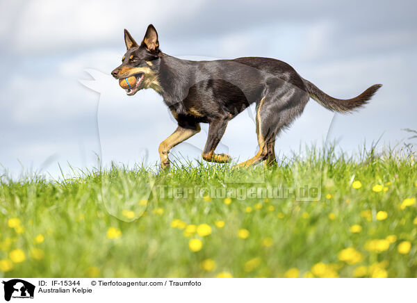 Australian Kelpie / Australian Kelpie / IF-15344