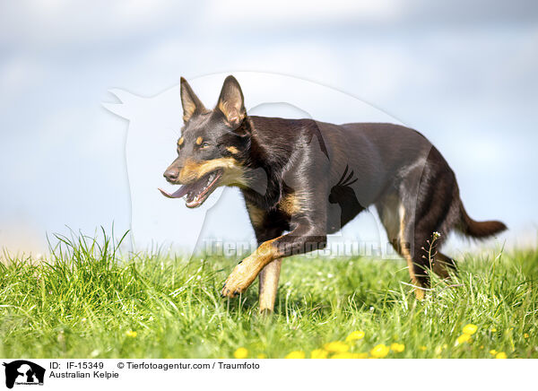 Australian Kelpie / Australian Kelpie / IF-15349