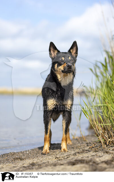 Australian Kelpie / Australian Kelpie / IF-15357