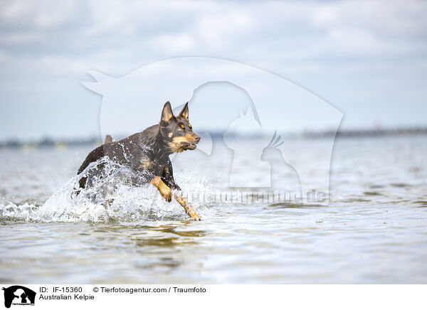 Australian Kelpie / Australian Kelpie / IF-15360