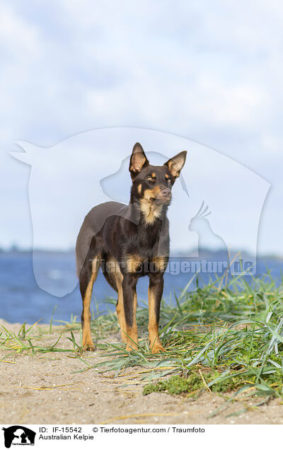 Australian Kelpie / Australian Kelpie / IF-15542