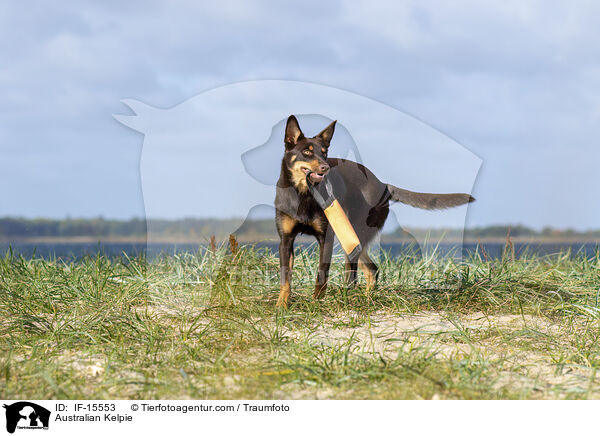 Australian Kelpie / Australian Kelpie / IF-15553
