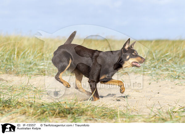 Australian Kelpie / Australian Kelpie / IF-15557