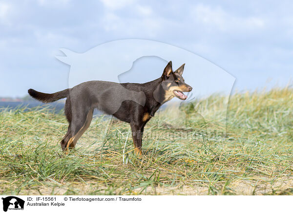Australian Kelpie / Australian Kelpie / IF-15561