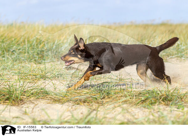 Australian Kelpie / Australian Kelpie / IF-15563