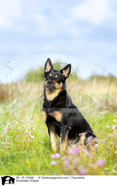 Australian Kelpie / Australian Kelpie / IF-15566