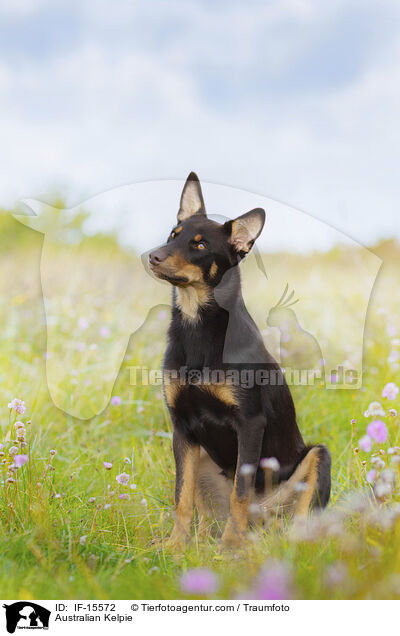 Australian Kelpie / IF-15572