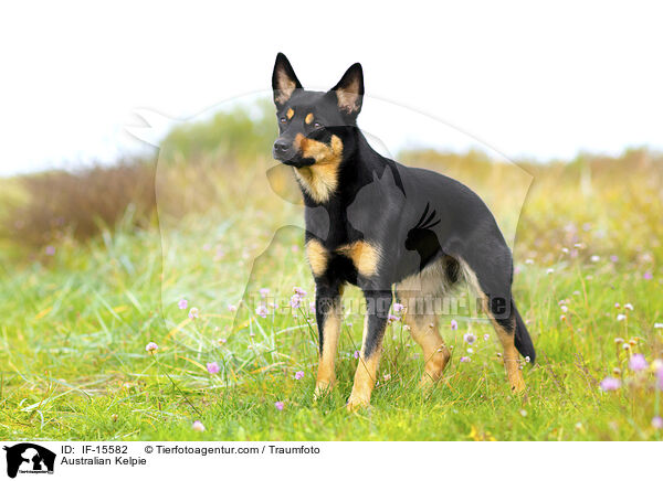 Australian Kelpie / Australian Kelpie / IF-15582