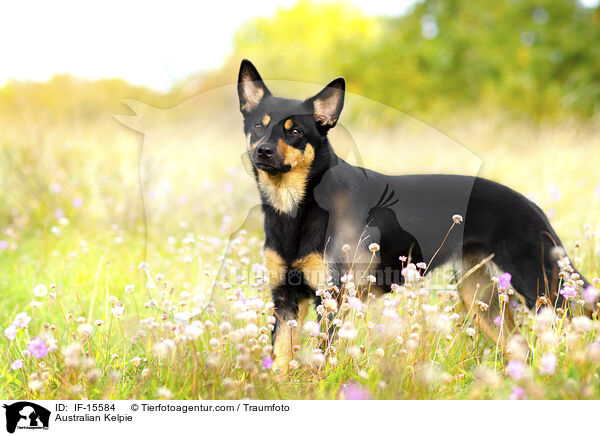 Australian Kelpie / Australian Kelpie / IF-15584