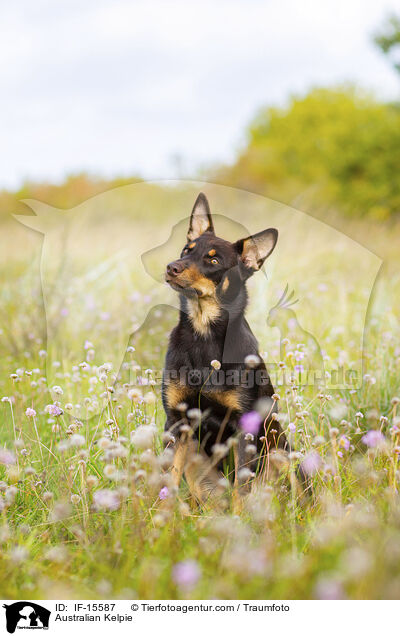 Australian Kelpie / Australian Kelpie / IF-15587