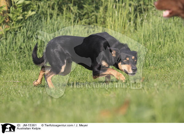 Australian Kelpie / Australian Kelpie / JM-15361