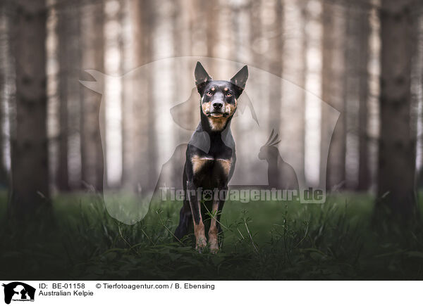 Australian Kelpie / Australian Kelpie / BE-01158