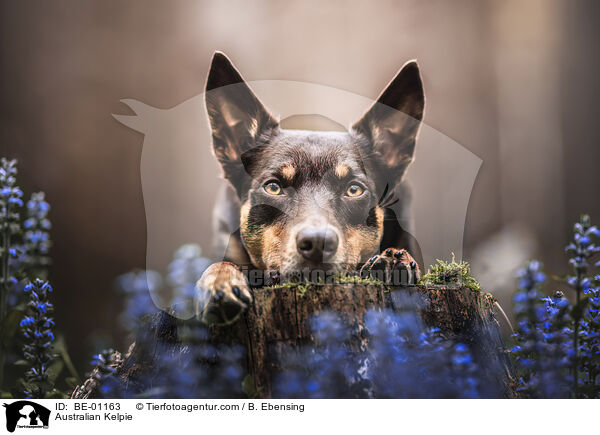 Australian Kelpie / Australian Kelpie / BE-01163