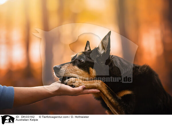 Australian Kelpie / Australian Kelpie / DH-03162