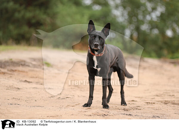 schwarzer Australian Kelpie / black Australian Kelpie / KB-13092