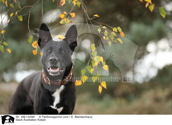 schwarzer Australian Kelpie / black Australian Kelpie / KB-13099