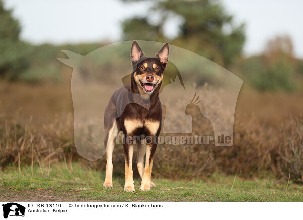 Australian Kelpie / KB-13110