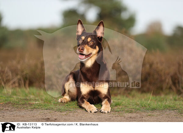 Australian Kelpie / Australian Kelpie / KB-13113