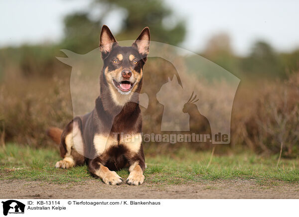 Australian Kelpie / Australian Kelpie / KB-13114