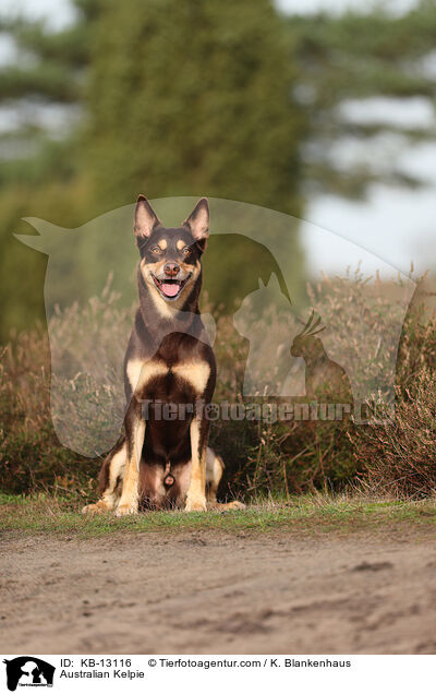 Australian Kelpie / Australian Kelpie / KB-13116