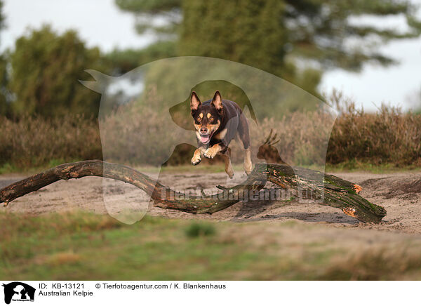 Australian Kelpie / KB-13121