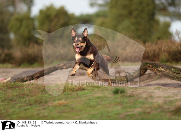 Australian Kelpie / KB-13123
