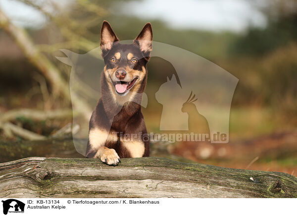 Australian Kelpie / Australian Kelpie / KB-13134