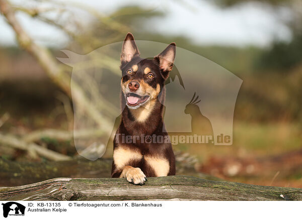 Australian Kelpie / Australian Kelpie / KB-13135