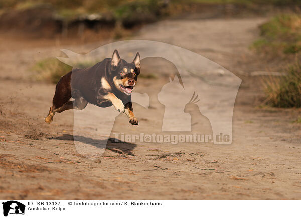 Australian Kelpie / Australian Kelpie / KB-13137