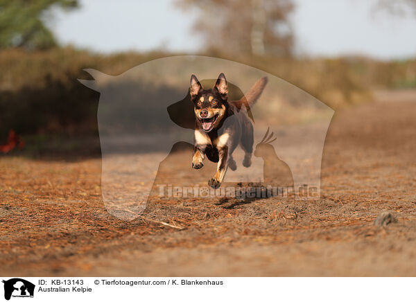 Australian Kelpie / Australian Kelpie / KB-13143