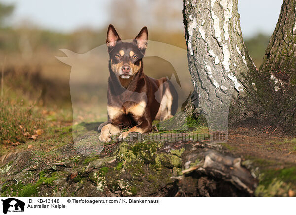 Australian Kelpie / Australian Kelpie / KB-13148