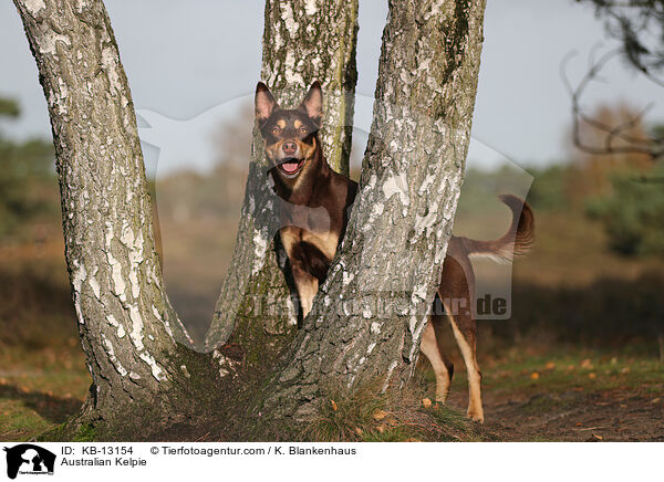 Australian Kelpie / Australian Kelpie / KB-13154