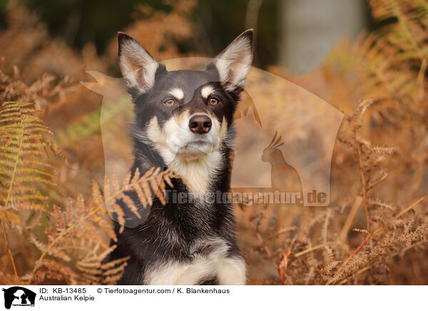 Australian Kelpie / Australian Kelpie / KB-13485